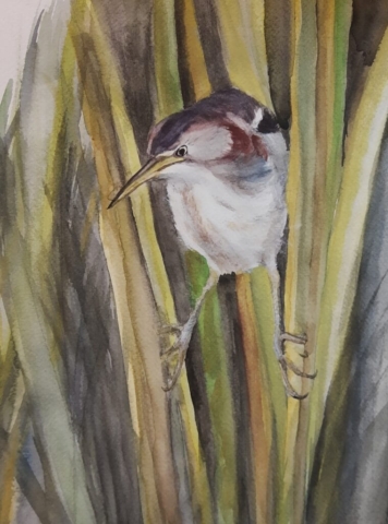 kwak aquarel