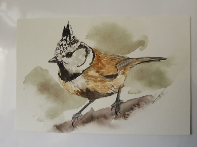 zangvogel kuifmees aquarel