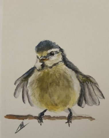 zangvogel pimpelmeesjong aquarel