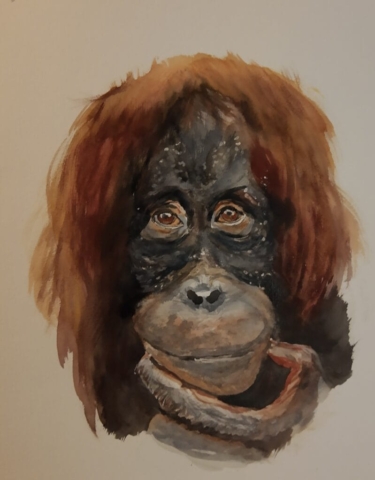 portret oerang oetang aquarel